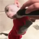 ஸ்டிக்கர்