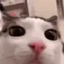 ස්ටිකර්