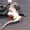 ស្ទីកเกอร์