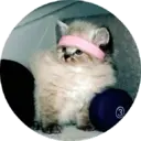 స్టికర్