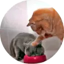 స్టికర్