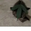 ஸ்டிக்கர்