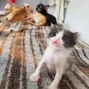 ஸ்டிக்கர்