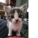 ஸ்டிக்கர்