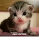 ஸ்டிக்கர்