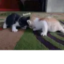 ஸ்டிக்கர்