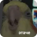 Կպչուն պիտակ