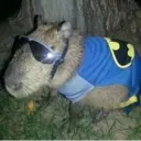 ஸ்டிக்கர்