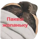 ស្ទីកเกอร์