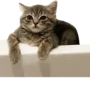 ស្ទីកเกอร์