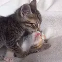 ஸ்டிக்கர்