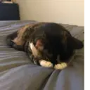 ஸ்டிக்கர்