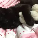 ஸ்டிக்கர்