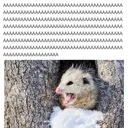 ஸ்டிக்கர்