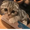 ស្ទីកเกอร์