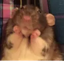 ស្ទីកเกอร์