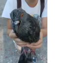 స్టికర్