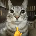 ස්ටිකර්