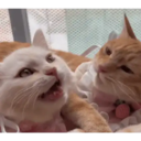 สติกเกอร์