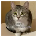 స్టికర్