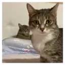 స్టికర్