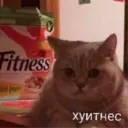 ஸ்டிக்கர்