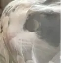 สติกเกอร์