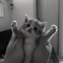 ස්ටිකර්