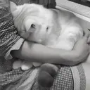 ස්ටිකර්