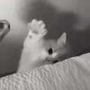 ස්ටිකර්