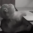 ස්ටිකර්