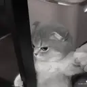 ස්ටිකර්