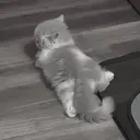 ස්ටිකර්