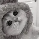 ස්ටිකර්