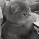 ස්ටිකර්