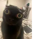 স্টিকার