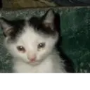 স্টিকার