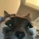 স্টিকার