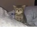 স্টিকার