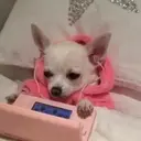 Կպչուն պիտակ