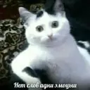 Կպչուն պիտակ