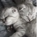 ස්ටිකර්