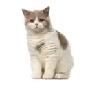 ස්ටිකර්