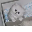 ස්ටිකර්