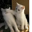 ස්ටිකර්