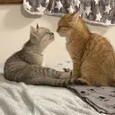 ස්ටිකර්