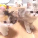 ස්ටිකර්