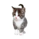 ස්ටිකර්