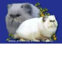 ස්ටිකර්