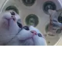 ස්ටිකර්